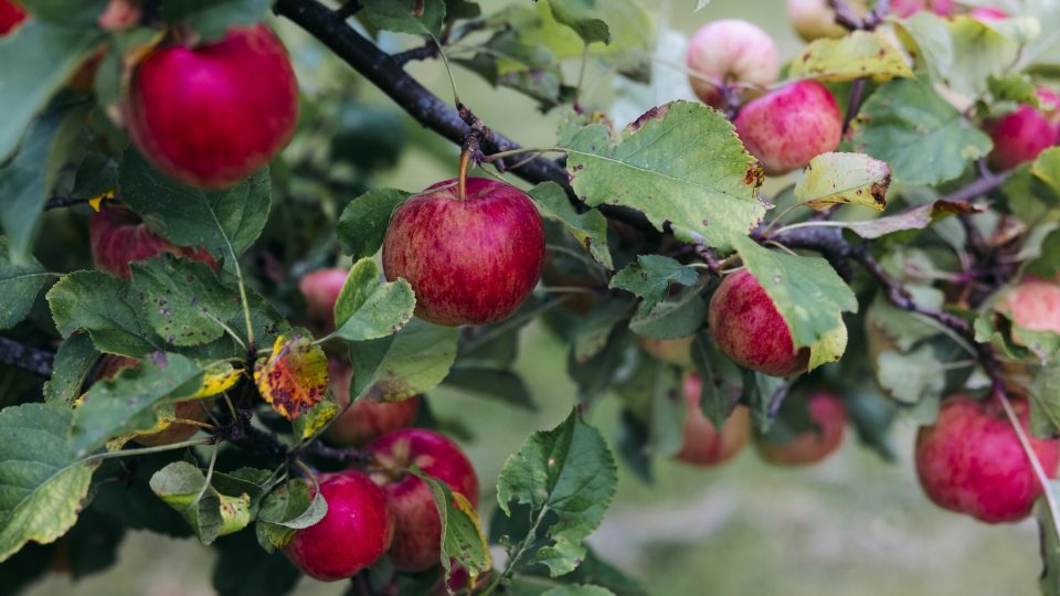 Äppleträd fullt av röda äpplen